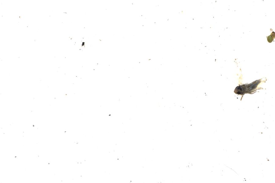 Image 31